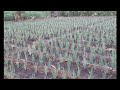 Onion farming