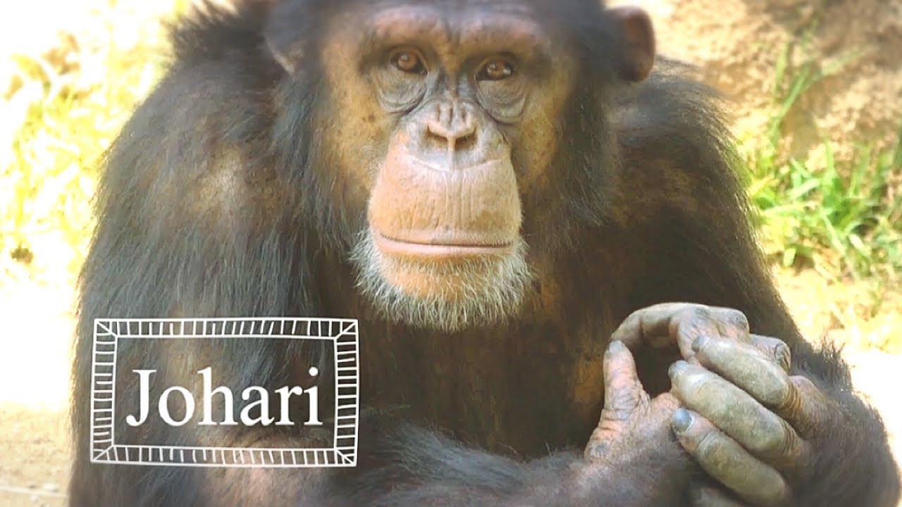 Chimpanzees Glenn family 🌟 lunch time. 2026 March - YouTube