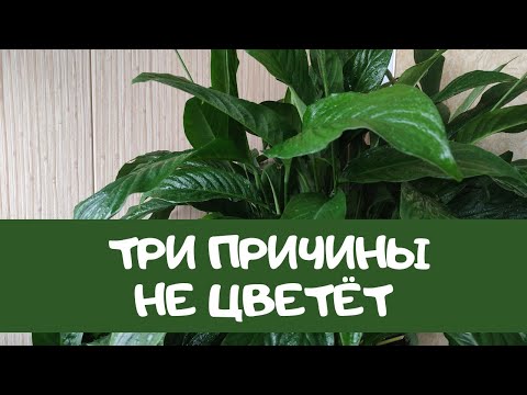 как добиться цветения спатифиллума