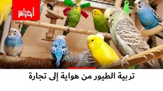 تربية #الطيور في #الجزائر، من هواية إلى #تجارة مربحة.. هذه هي التحديات التي يواجهها مربو الطيور