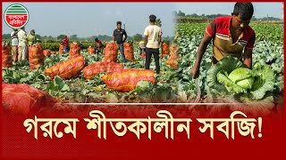 গরমে বাঁধাকপি চাষ করে বাজিমাত কৃষকের | Cabbage Cultivation | Meherpur News