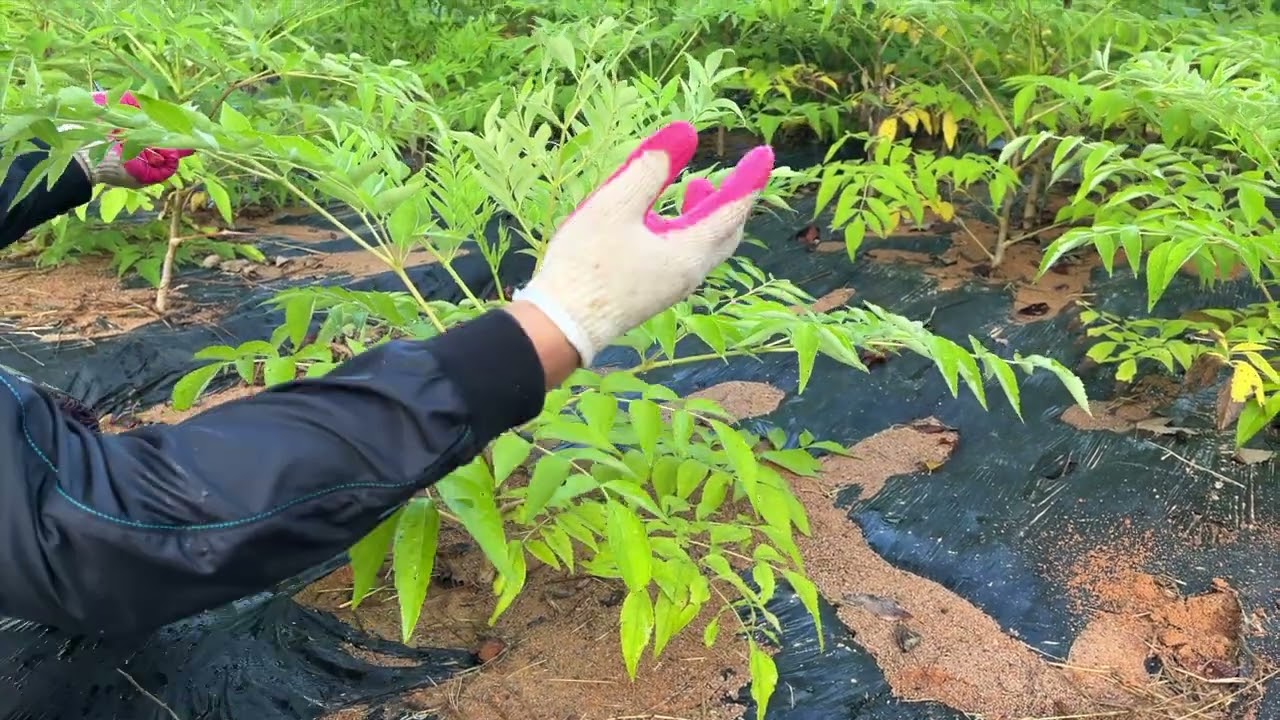 풀무랑 힐링팜 여름 두릅