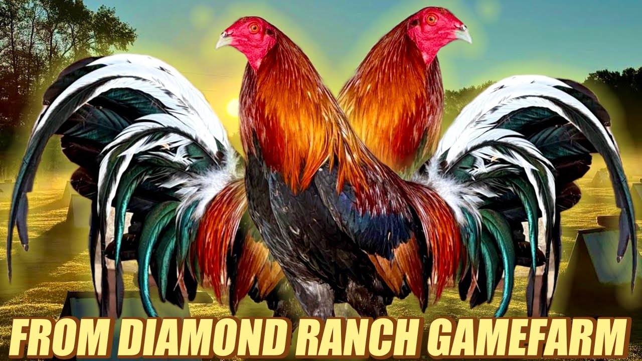 Beautiful Sweater Barnet Hatch Kelso - FROM DIAMOND RANCH GAMEFARM