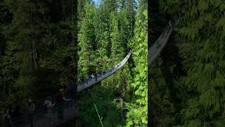 Peaceful Forest Walk 🌲Bridges &amp; Wooden Trails | Full Video on My Channel  #forestwhispers #nature
