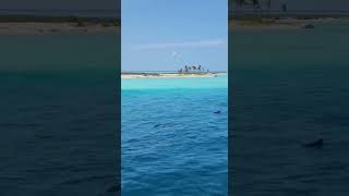 Dolphins ????️ maldives ?? 4k youtubeshorts shots viral dolphins