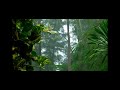 Relaxing sleep with forest and bird mediation sleeping | ASMR Relaxing