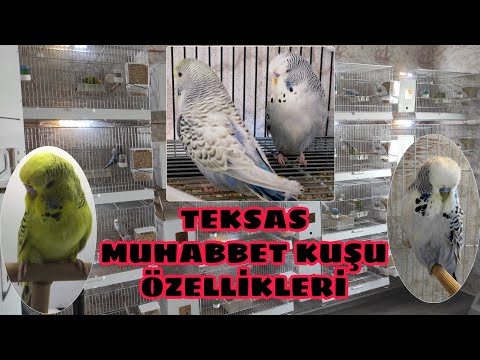 Teksas Muhabbet Kuşu Hakkında Kısa Bilgiler