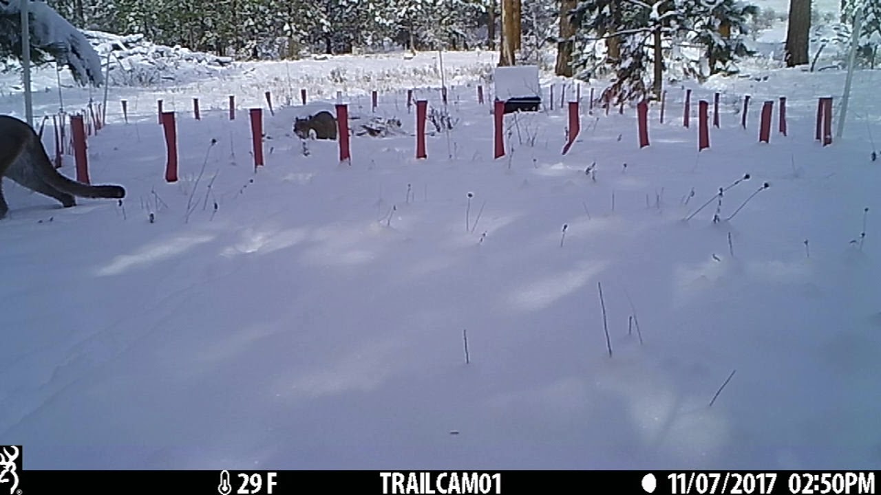 Bobcat and cougar encounter - YouTube