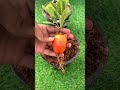 “1 Pot = Unlimited Tomatoes 🍅🔥 | Balcony Gardening Hack #Shorts”
