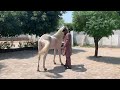 Raja ghayas ahmed  beautiful white horse