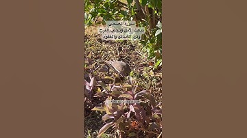 #سورة_الضحى تطرد اليأس وتزرع الأمل #قرآن #اكسبلور #طيور #البادجي #العراق #quran #birds #budgies #us