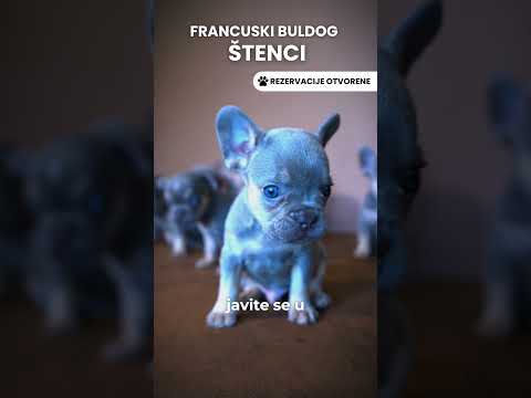 French Bulldog  +381637727154