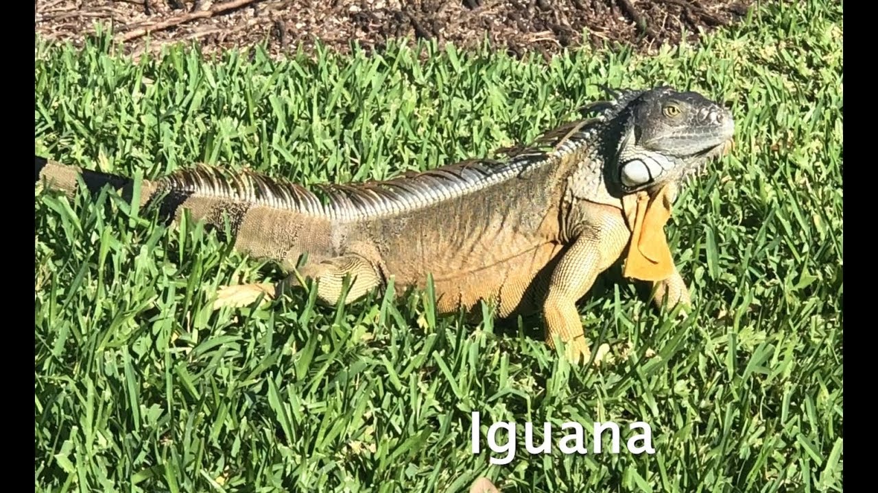 IGUANA (con KỲ NHÔNG) ở FLORIDA USA- WILDLIFE-MC VIỆT THẢO- July 8 ...