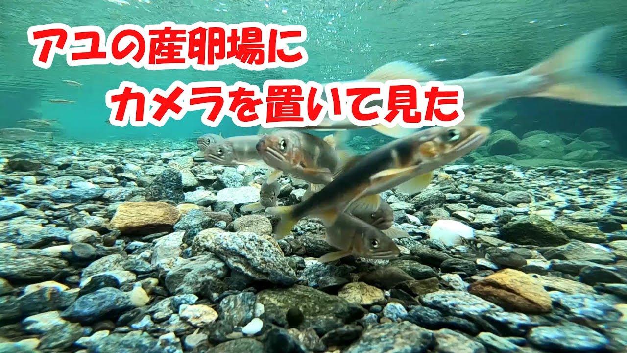 アユの産卵場にカメラを置いて見た Youtube