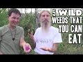 5 Wild Weed Foods that You Can Eat