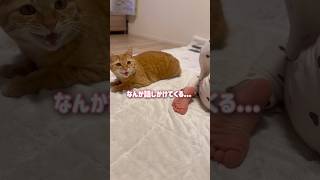 ママと目が合うとおしゃべりが止まらない人間のような猫【とらまる】