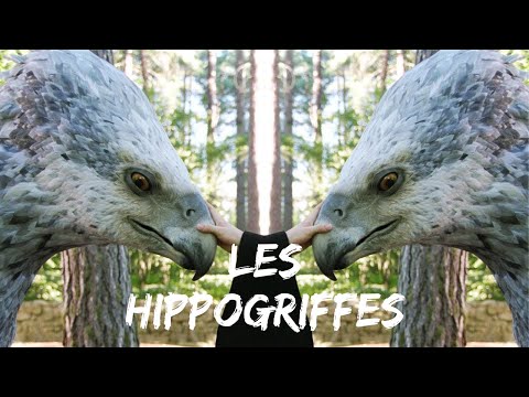 Vidéo: Buckbeak est-il mort dans Harry Potter ?