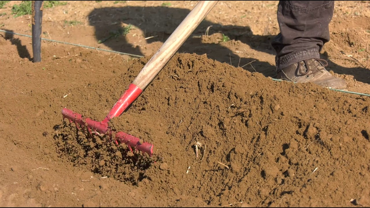 Cómo plantar patatas en un huerto o maceta paso a paso