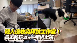 Download Lagu 親人邊牧突拜訪工作室! 員工陪玩2hr→拒絕上班 |#寵物雲 MP3 Download Lagu 親人邊牧突拜訪工作室! 員工陪玩2hr→拒絕上班 |#寵物雲 MP3