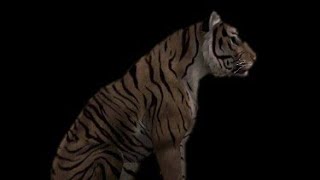 Hypnotic meme (test) wildcraft