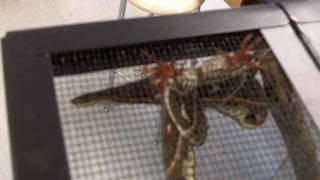 6 inch moths mating