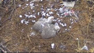 Fort St Vrain Eagles~It Looks Like Snow-Just Lunch For the Eaglets_4/28/24 by chickiedee64 316 views 13 days ago 7 minutes, 8 seconds