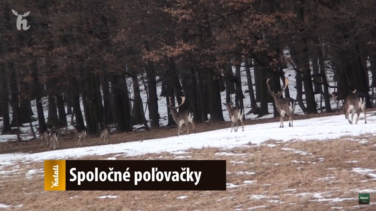 Význam spoločných poľovačiek