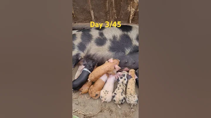 Day 3/45 Daily Growth video| Iron injection done #pig  #piggy #piglet #viralshort