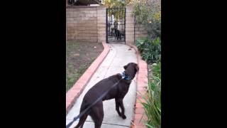 Barking dog makes himself dizzy