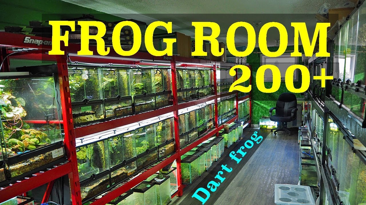 Insane Frog Room Tour! 200+ FROGS! YouTube