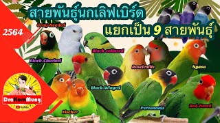 สาระความรู้จาก DraKornMung Ep.13 เลิฟเบิร์ด แยกออกเป็น 9 สายพันธุ์ หลักๆ ดังนี้