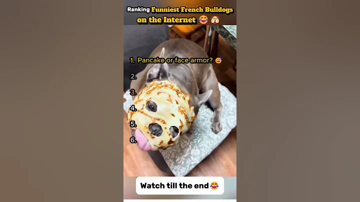 Ranking the Funniest French Bulldogs on the Internet 😂🐶