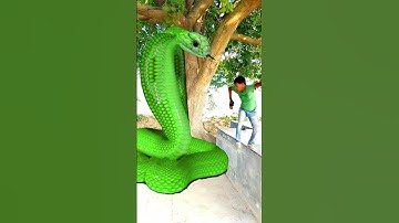 Anaconda snake in real life P11#shorts #short #snake #nagin #python #anaconda #snakes #bigsnake