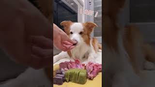 ASMR 今天吃春雞狗狗吃生食Dog raw food