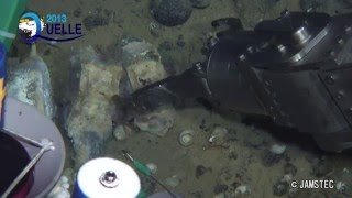 有人潜水調査船「しんかい6500」が発見したブラジル沖深海の鯨骨生物群集