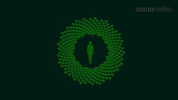 Three Trillion Trees on Earth | Nature Video