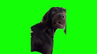 Scared Dog Trending Meme Green Screen #Scareddog #Memesvideo #Greenscreen