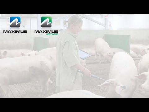 MAXIMUS Software  | Software de Gestión para Cerdos