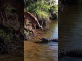 息が詰まる…。シカとワニ、究極の睨み合いが始まった。 #Shorts #衝撃映像 #一触即発 #動物 #ワニ #シカ #睨み合い #緊張