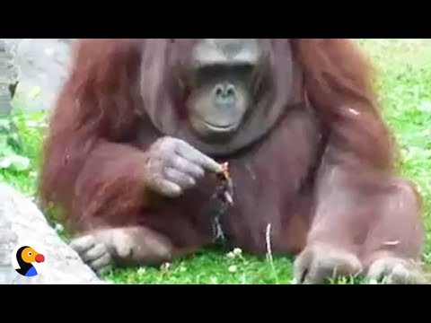 Zoo Orangutan Rescues Drowning Bird | The Dodo