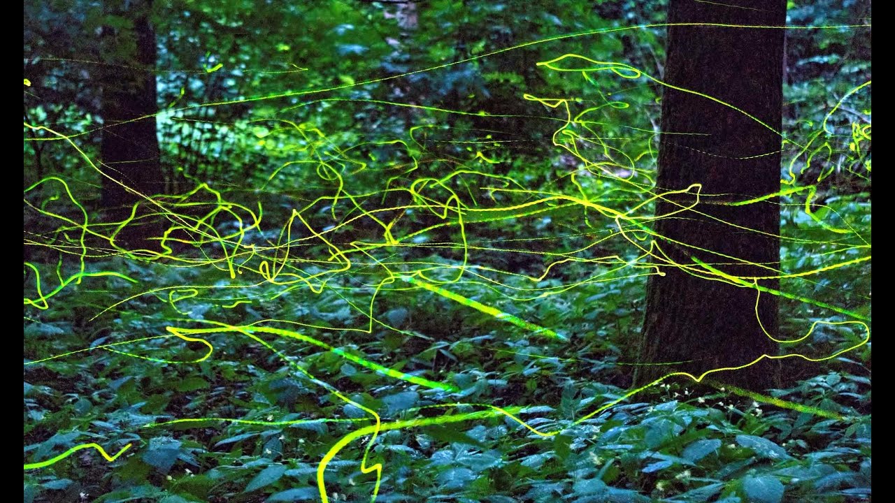 Vuurvliegjes / Fireflies in Nederland (Rijk van Nijmegen) - YouTube