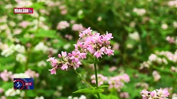 10 năm Cao nguyên đá Đồng Văn gia nhập Công viên địa chất toàn cầu