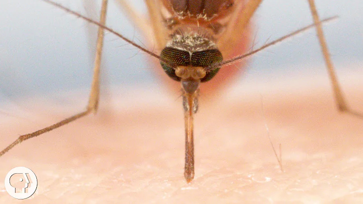 How Mosquitoes Use Six Needles to Suck Your Blood  |  Deep Look - DayDayNews