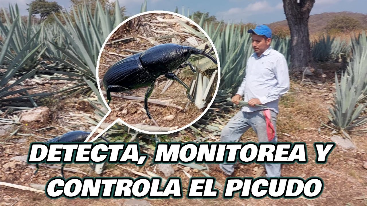 Prevención, detección y monitoreo del picudo en agave. 2024 - YouTube