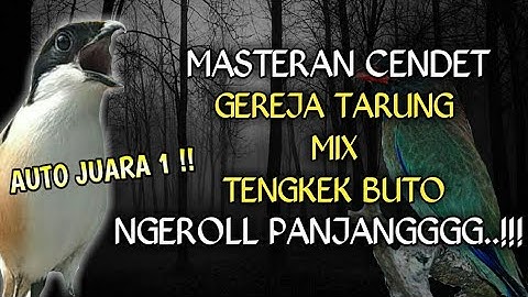 Ngeriiii...!!masteran cendet gereja tarung sambung tengkek buto