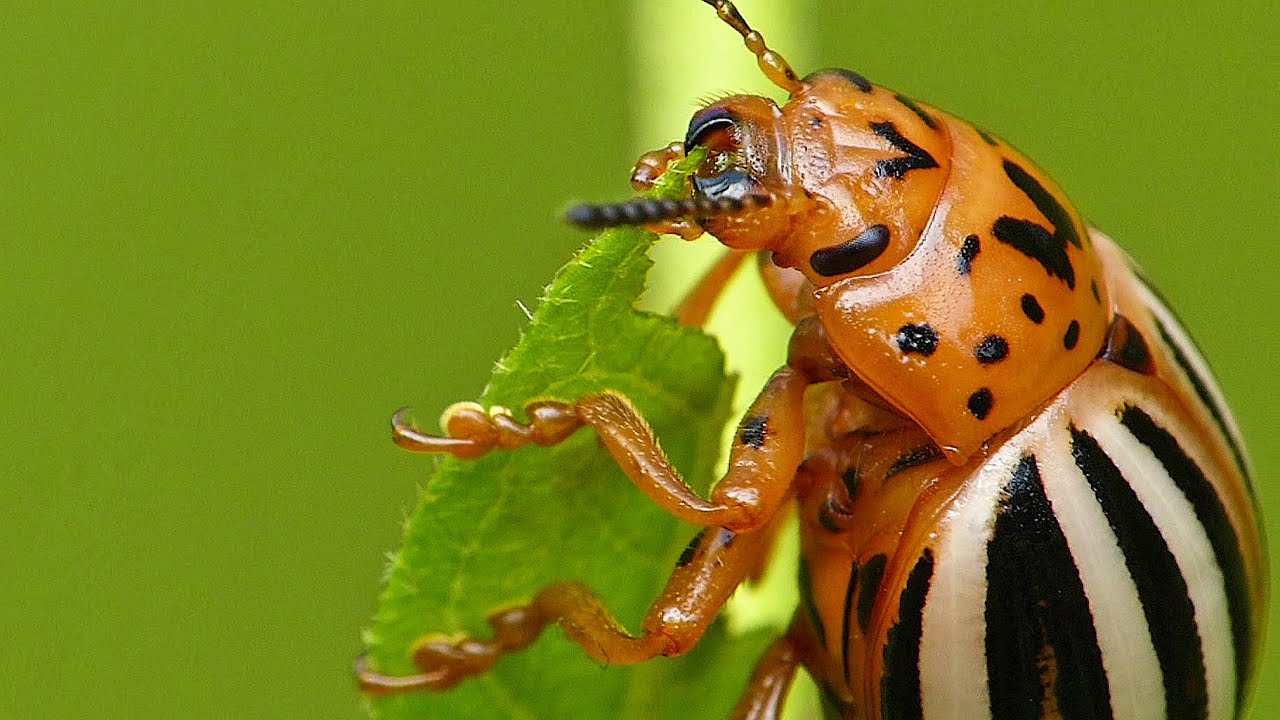 Potato Bug Eating A Leaf - YouTube