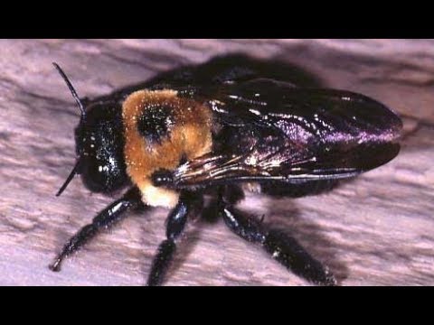 Carpenter Bees In Toms River Buzzing Into Spring 732 504 3758 Ozane Carpenter Bees In Toms River Buzzing Into Spring 732 504 3758 Ozane