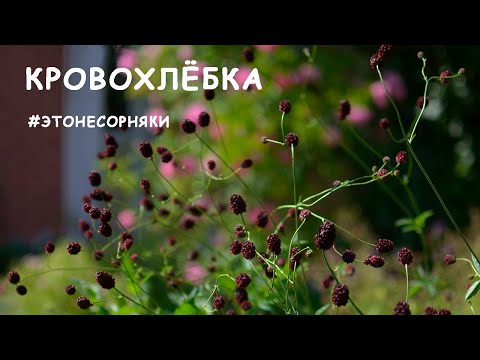 Кровохлёбка: бесплатная красота