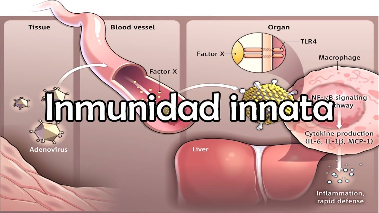 Inmunidad innata y adquirida