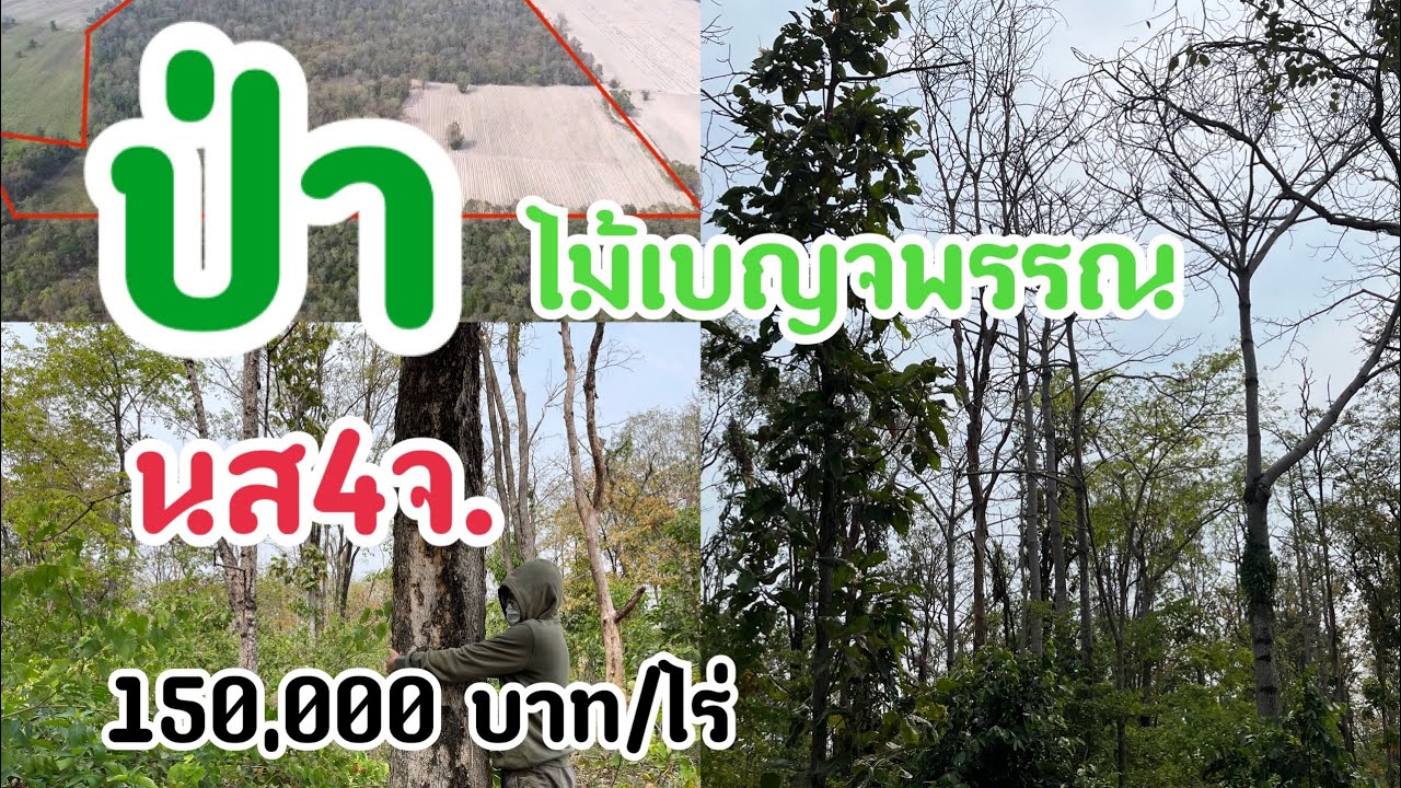 ป่าไม้เบญจพรรณแปลงใหญ่ 149ไร่ (นส4จ.)ต้นไม้หลากหลายชนิดใกล้กรุงเทพ ราคา150,000/ไร่ อ.หันคา จ.ชัยนาท